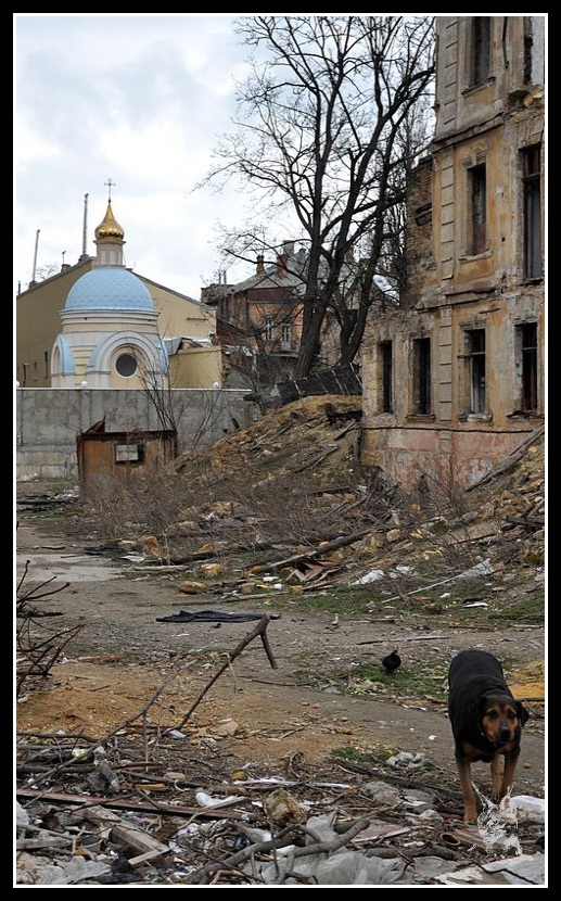Ukraine - Odessa Chien dans les ruines